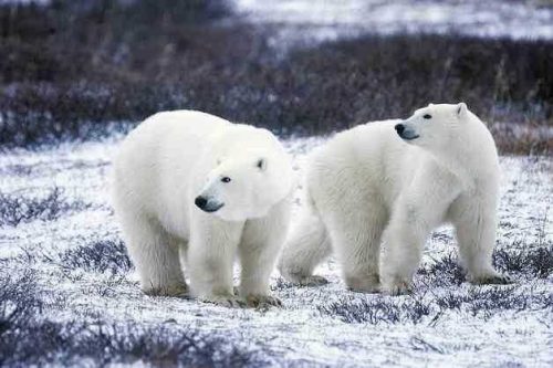 Доклад-сообщение на тему: «Животные тундры»