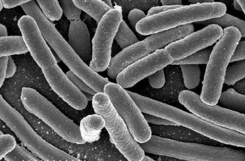 На какие царства принято разделять живые организмы? Названия, особенности, примеры и строение клеток