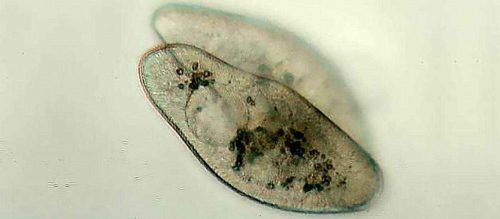 Доклад-сообщение на тему: "Беспозвоночные животные"