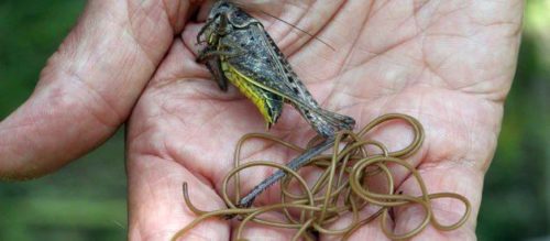 ТОП 5 паразитов, которые превращают насекомых и животных в зомби