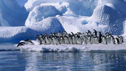 Нелетающие и бескилевые птицы - примеры, характеристика и фото