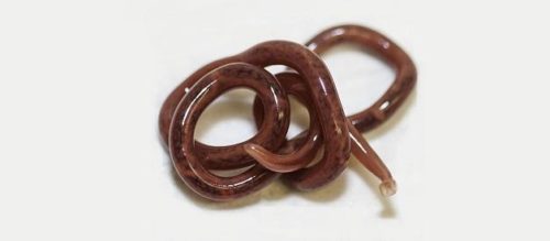 Патогены: основные типы и способы передачи возбудителей инфекции