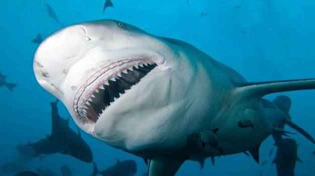 ТОП-16 смертоносных и ядовитых рыб на Земле