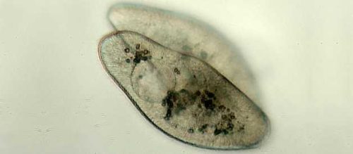 На какие царства принято разделять живые организмы? Названия, особенности, примеры и строение клеток