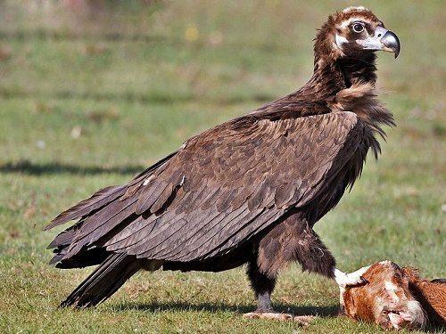 Редкие животные из Красной книги Забайкальского края — список, характеристика и фото
