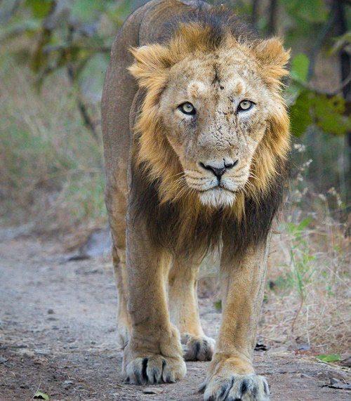 Животные жарких районов мира - особенности, интересные факты и фото