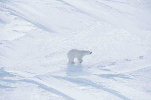 Доклад-сообщение на тему: “Белый медведь”