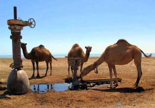 Доклад-сообщение на тему: "Верблюд"