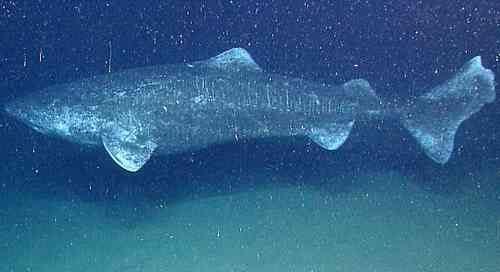 Какие виды акул крупнейшие на Земле - список, фото и характеристика