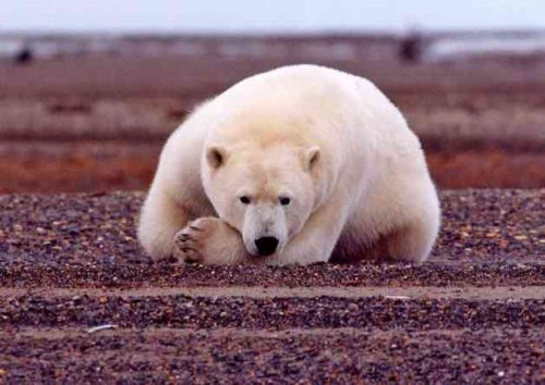 Какие виды животных самые опасные на Земле - список, характеристика и фото