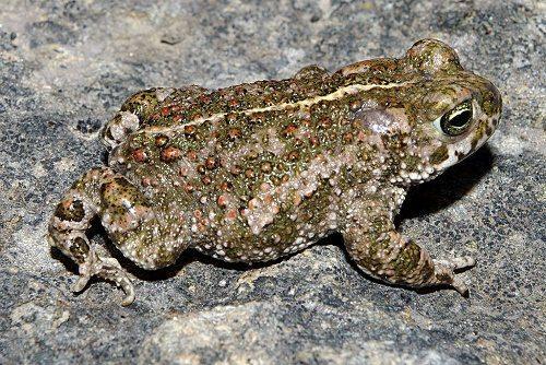 Какие животные обитают во Франции?