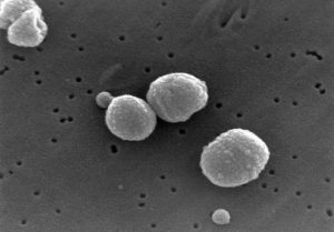 Страшные и опасные болезни человека вызываемые бактериями