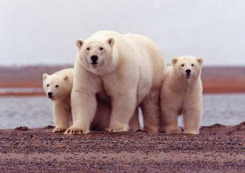 Животный мир Дальнего Востока России - список, характеристика и фото