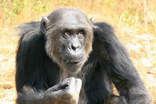 Каково значение животных в природе и жизни человека? 20 примеров, почему животные важны