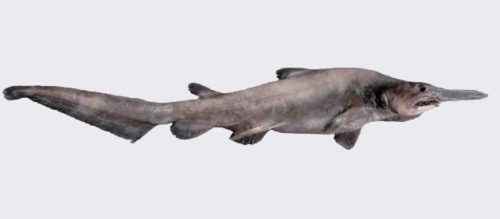 Виды и отряды акул - характеристика, примеры и фото