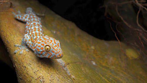 Самые необычные и удивительные ящерицы на Земле