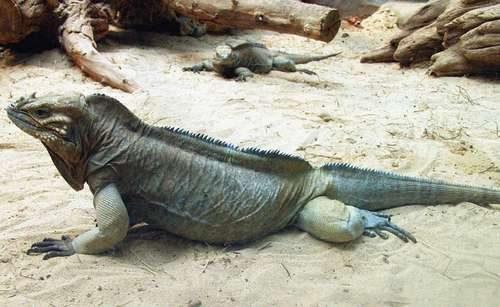 Самые необычные и удивительные ящерицы на Земле