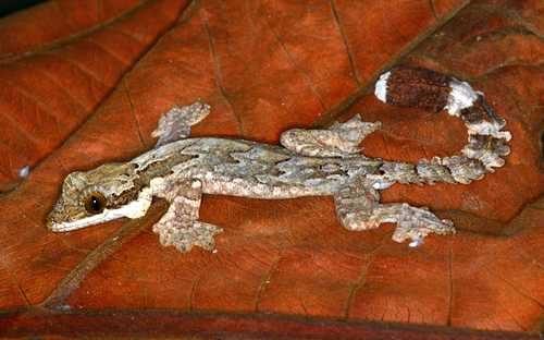 Самые необычные и удивительные ящерицы на Земле