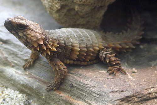 Самые необычные и удивительные ящерицы на Земле