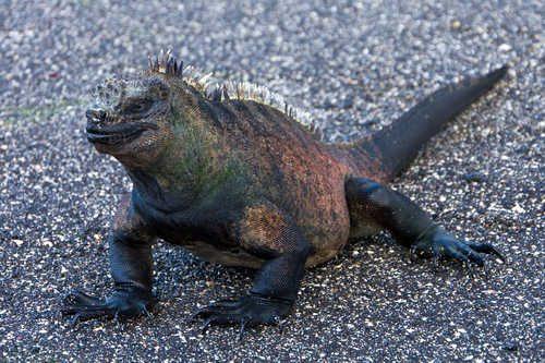 Самые необычные и удивительные ящерицы на Земле