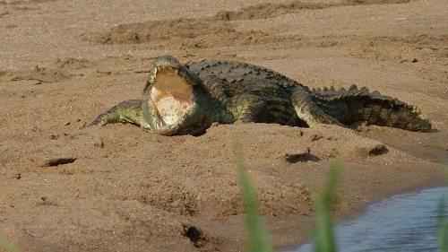 Доклад-сообщение на тему: "Животные Африки"