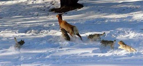 Доклад-сообщение на тему: «Волк»