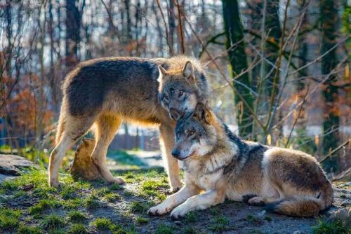 Доклад-сообщение на тему: "Животные Тайги"