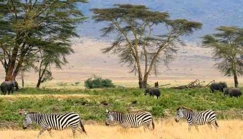 Природные экосистемы - виды, характеристика и фото