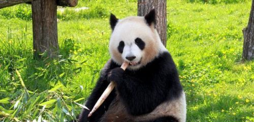 Пищевая цепь — определение, типы, значение, трофические уровни и схемы