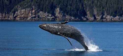 Каково значение животных в природе и жизни человека? 20 примеров, почему животные важны