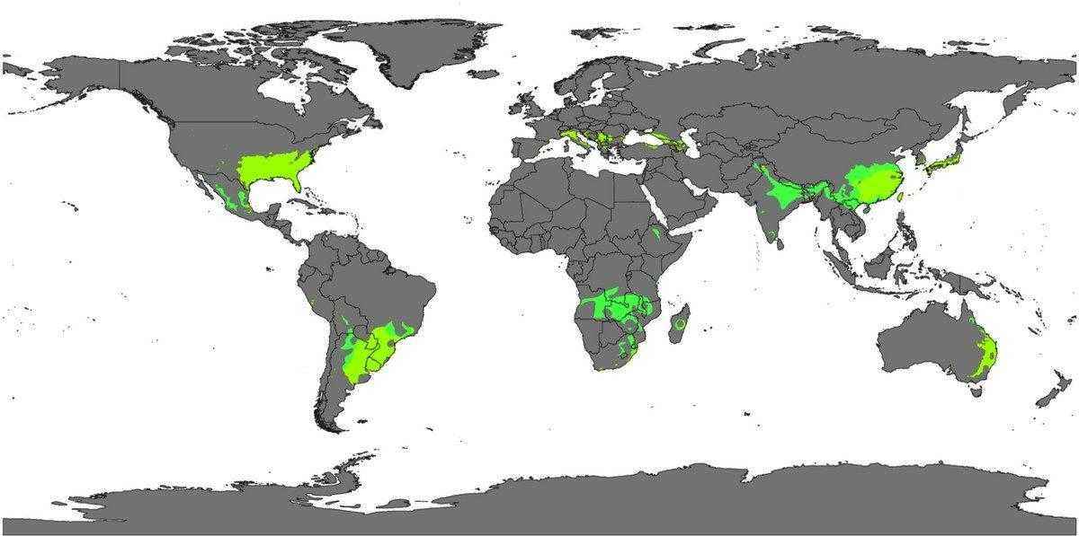 Особенности влажного субтропического климата