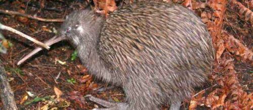Нелетающие и бескилевые птицы - примеры, характеристика и фото