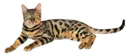 Пятнистые породы кошек - список, характеристика и фото