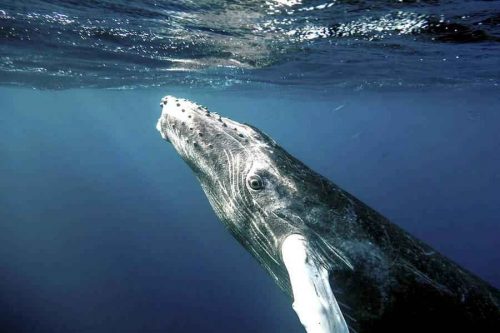 Редкие животные из Красной книги Приморского края — список, характеристика и фото