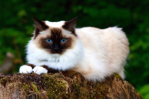 ТОП 10 пушистых пород кошек - список, характеристика и фото