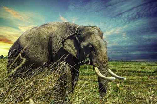 Доклад-сообщение на тему: «Слоны»