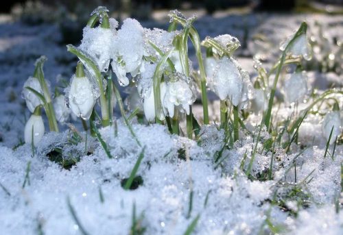 Когда отмечают Международный день подснежника?