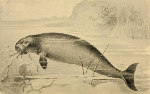 Какие животные занесены в черную книгу мира? Виды, фото и описание