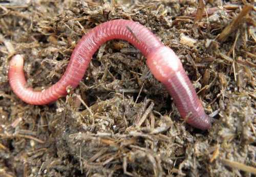 Каково значение животных в природе и жизни человека? 20 примеров, почему животные важны