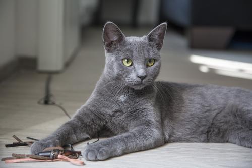 ТОП 6 пород кошек с голубым или дымчатым окрасом шерсти — список, характеристика и фото