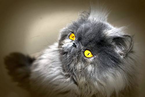 ТОП 10 самых популярных пород кошек - список, характеристика и фото