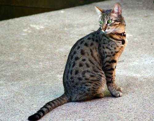 Пятнистые породы кошек - список, характеристика и фото