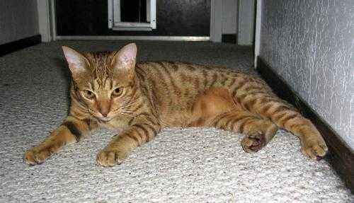 Пятнистые породы кошек - список, характеристика и фото