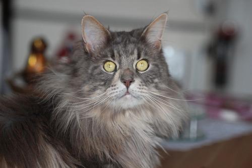 ТОП 6 пород кошек с голубым или дымчатым окрасом шерсти — список, характеристика и фото