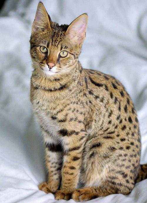 Пятнистые породы кошек - список, характеристика и фото