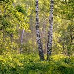 лесная зона, березы, кустарники, травы, зелень, природа