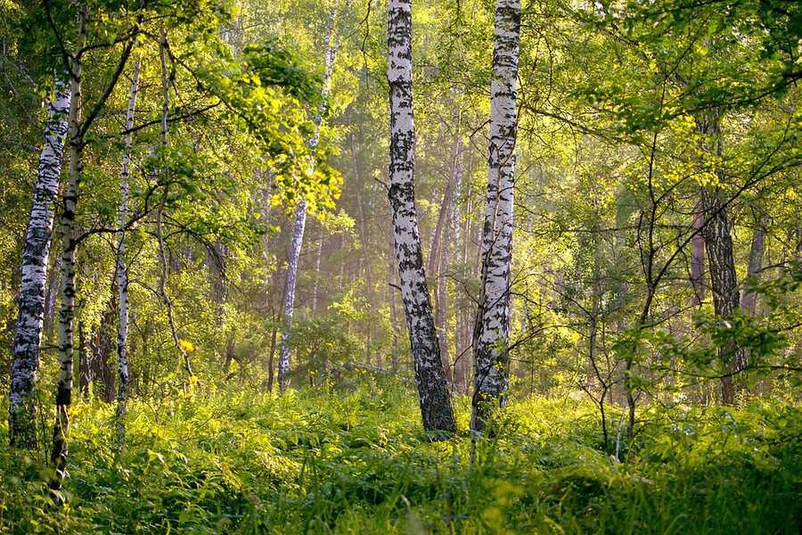 лесная зона, березы, кустарники, травы, зелень, природа