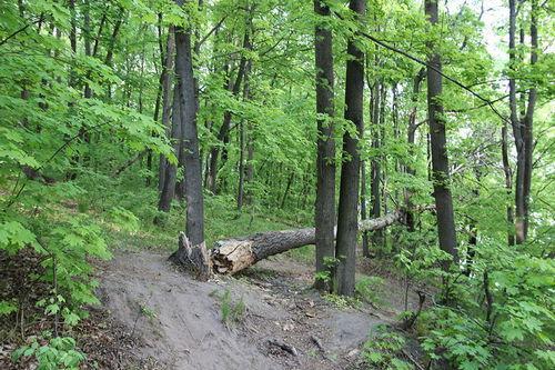 Экосистема леса - характеристика, структура и типы