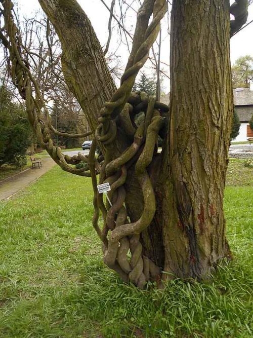 10+ редких растений из Красной книги России — названия, характеристика и фото