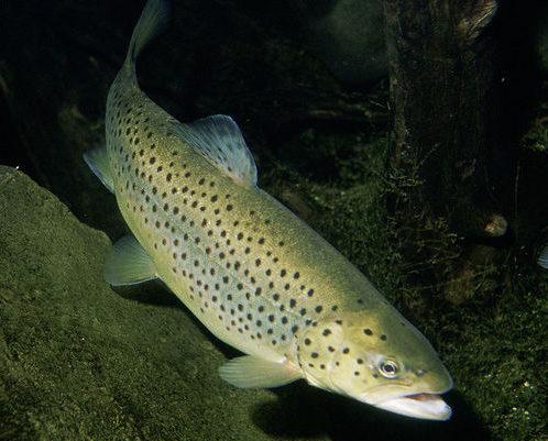 Какие животные занесены в Красную книгу России - список редких видов, фото и характеристика